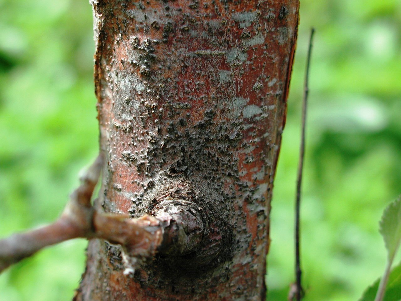 平成29年度に特に注意を要する病害虫 平成29年度に特に注意を要する病害虫